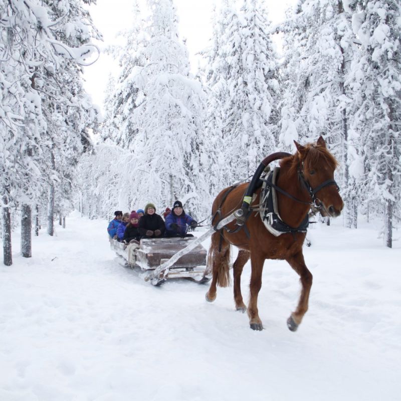 horse riding trail winter lapland