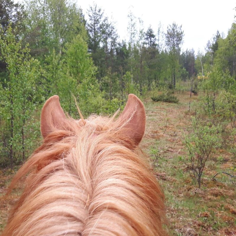 horse riding trail summer