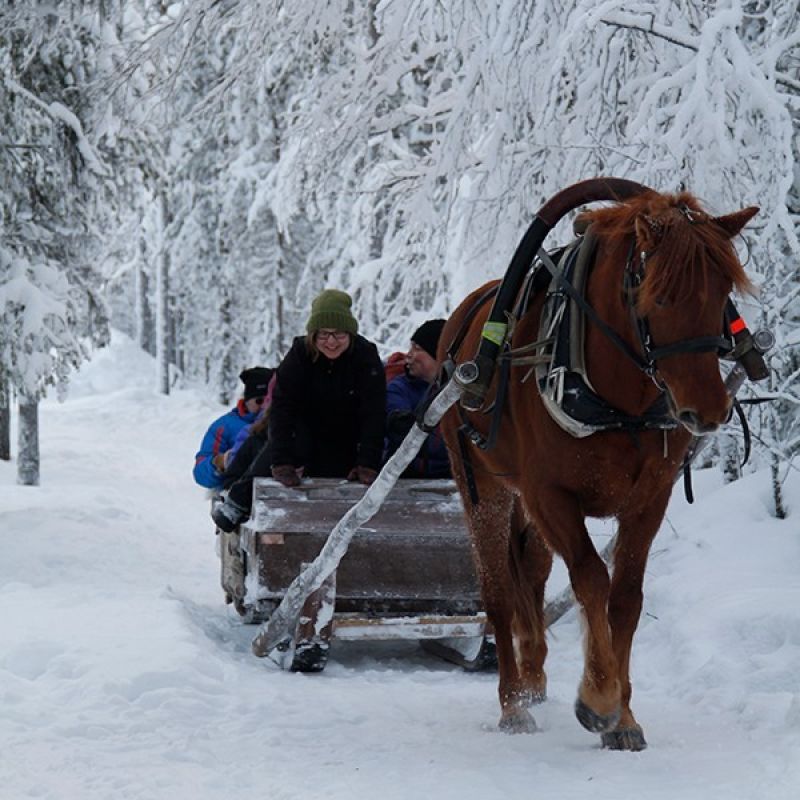 horse sleigh winter lapland