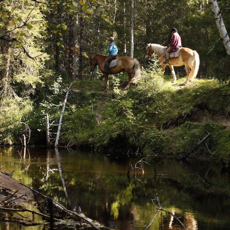 horse riding trail summer lapland