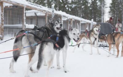 A Look Inside a Husky Ranch in Lapland: Our Commitment to Animal Welfare