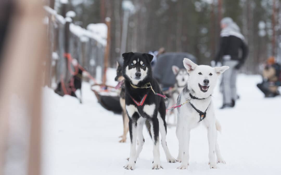 What breeds of dogs are used for sledding in Lapland?