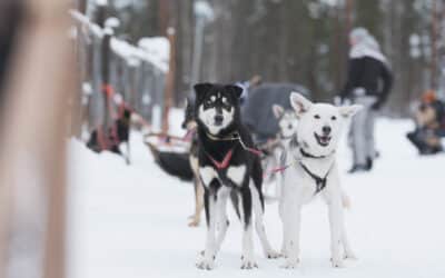 What breeds of dogs are used for sledding in Lapland?