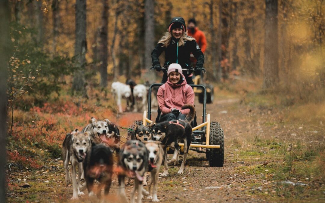 Koe keskiyön aurinko husky-safarilla!