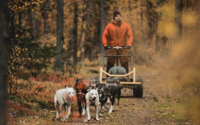 Sopiiko syksyinen husky safari lapsiperheille?