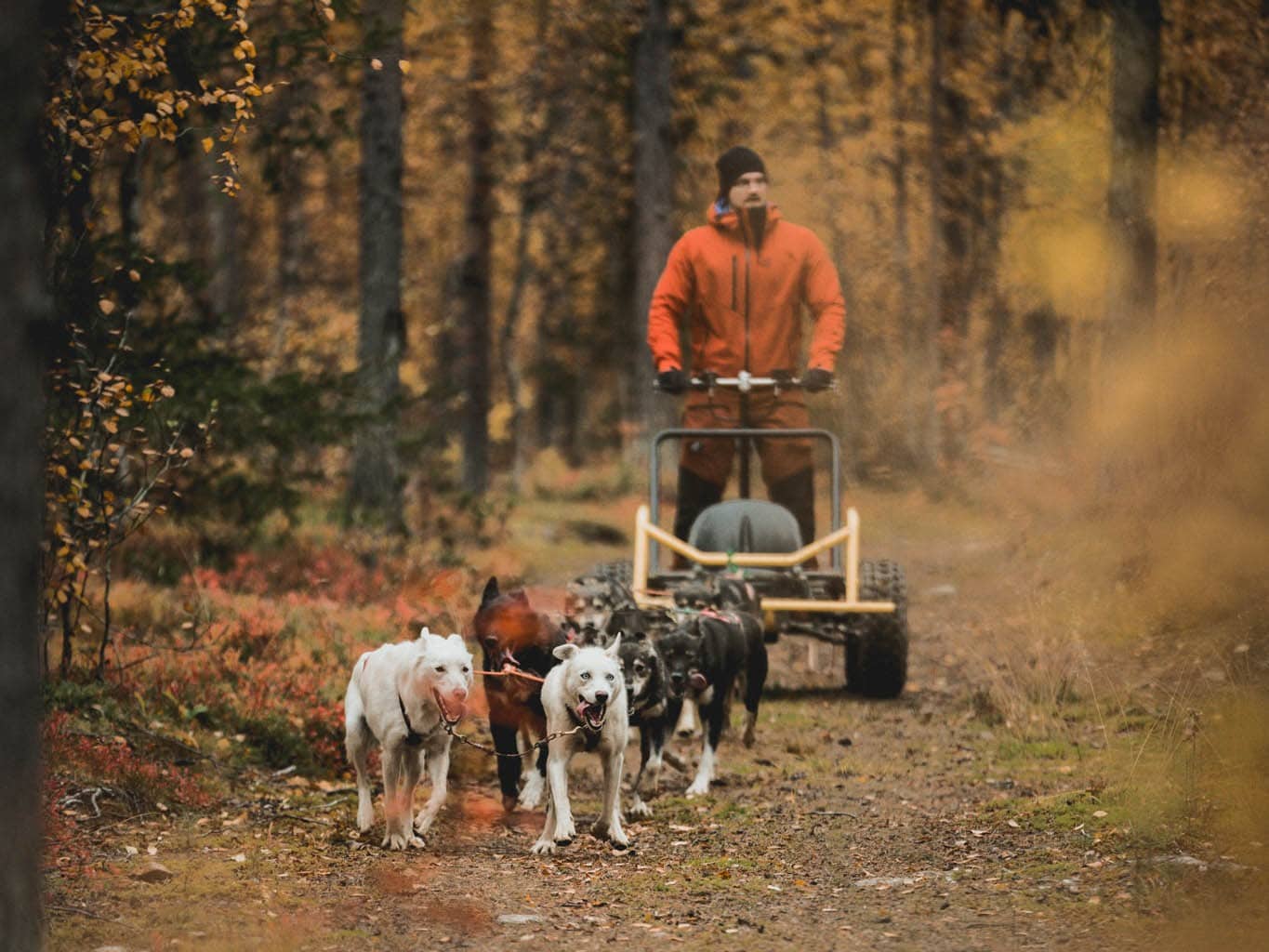 Husky cart tour