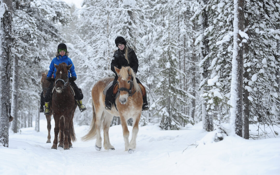 Can beginners participate in horse riding tours in Finnish Lapland?