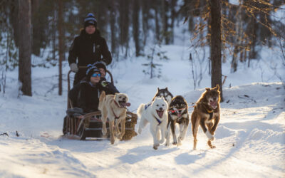 Experience the thrill: What to expect on your first husky safari in Lapland