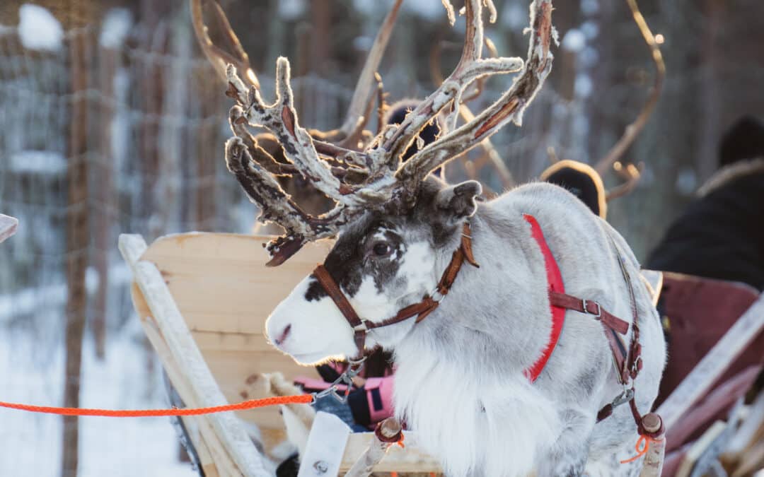 What should you wear on a reindeer sleigh ride in Finnish Lapland?