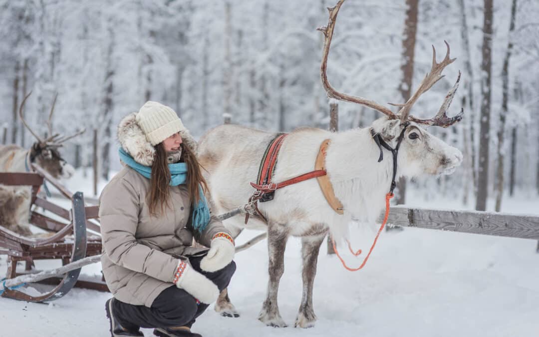 When is the best time to experience a reindeer safari in Finland?