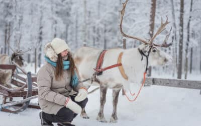 When is the best time to experience a reindeer safari in Finland?