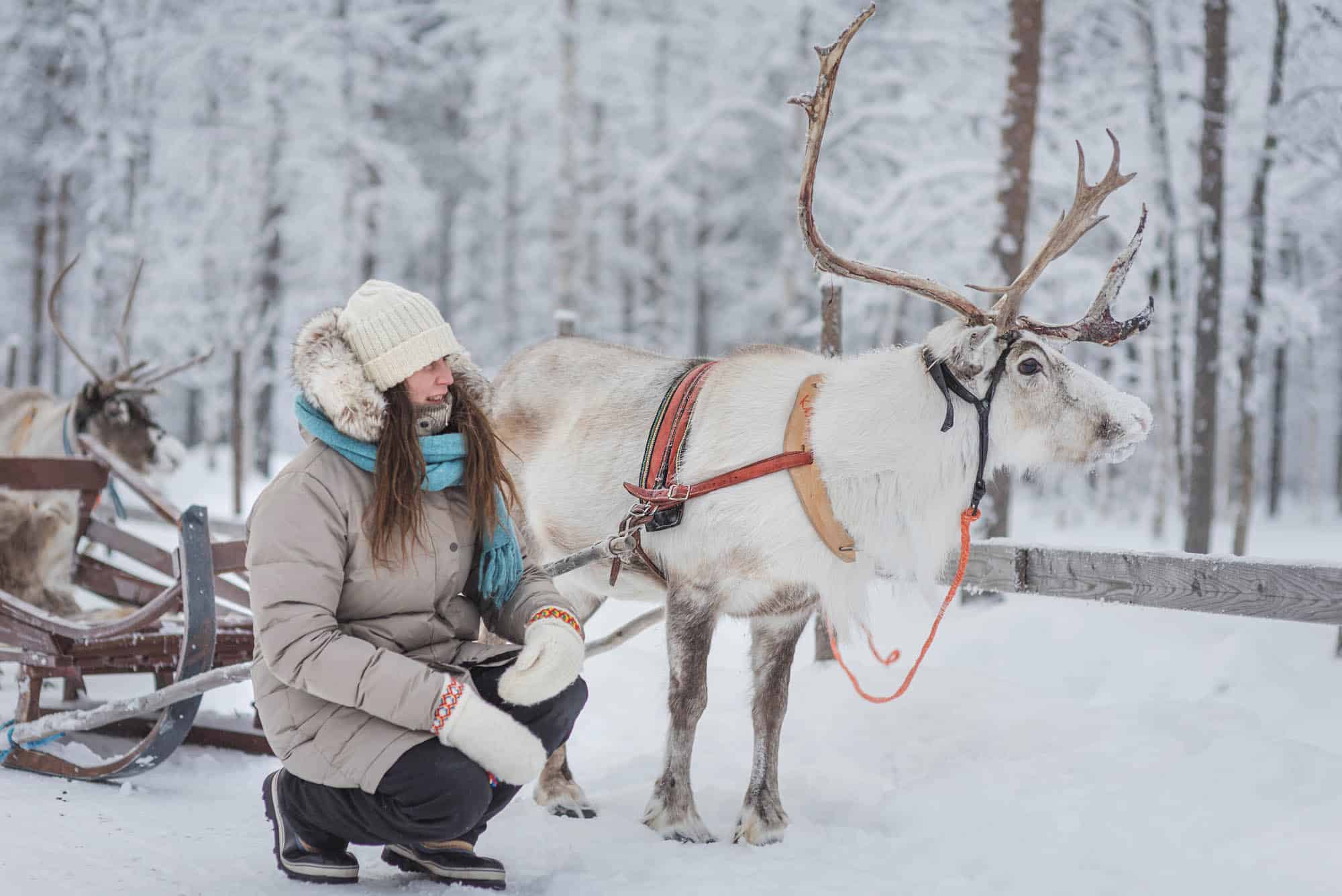 A woman dressed in warm winter clothing gently greeting a reindeer during an authentic reindeer safari in Lapland, Finland. Snowy forest in the background.