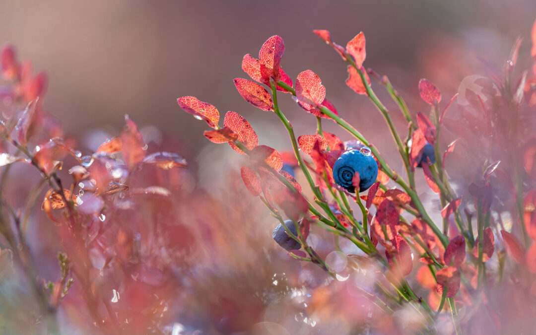 When is the best time to see autumn colors in Levi, Finland?