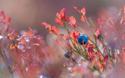When is the best time to see autumn colors in Levi, Finland?