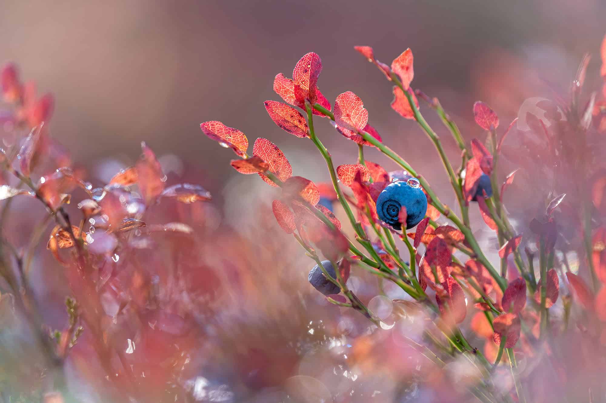 Red blueberry leaves and ripe berries during autumn in Lapland