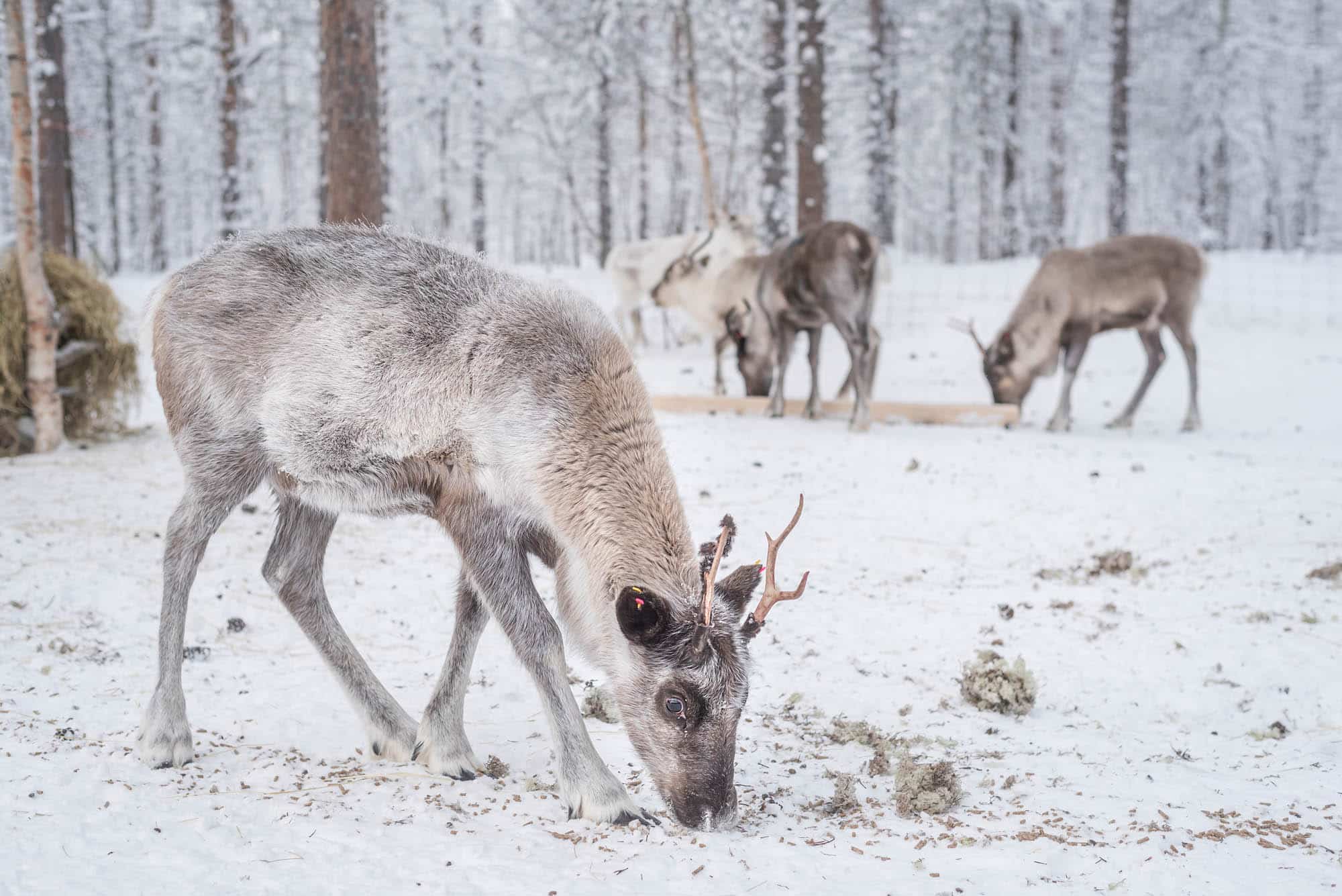 Reindeer grazing in a snowy forest in Lapland, Finland, during winter. The image shows the calm rhythm of traditional reindeer herding life.