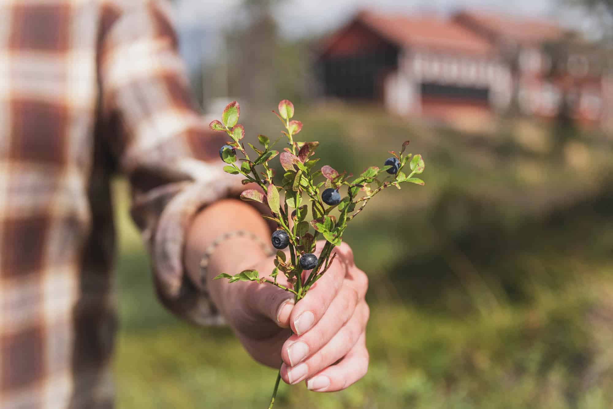 Lehtiniemi Guesthouse & Caravan Nature