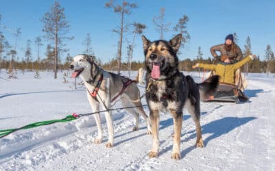 How to Choose the Best Husky Safari in Levi (Complete Guide for First-Time Visitors)