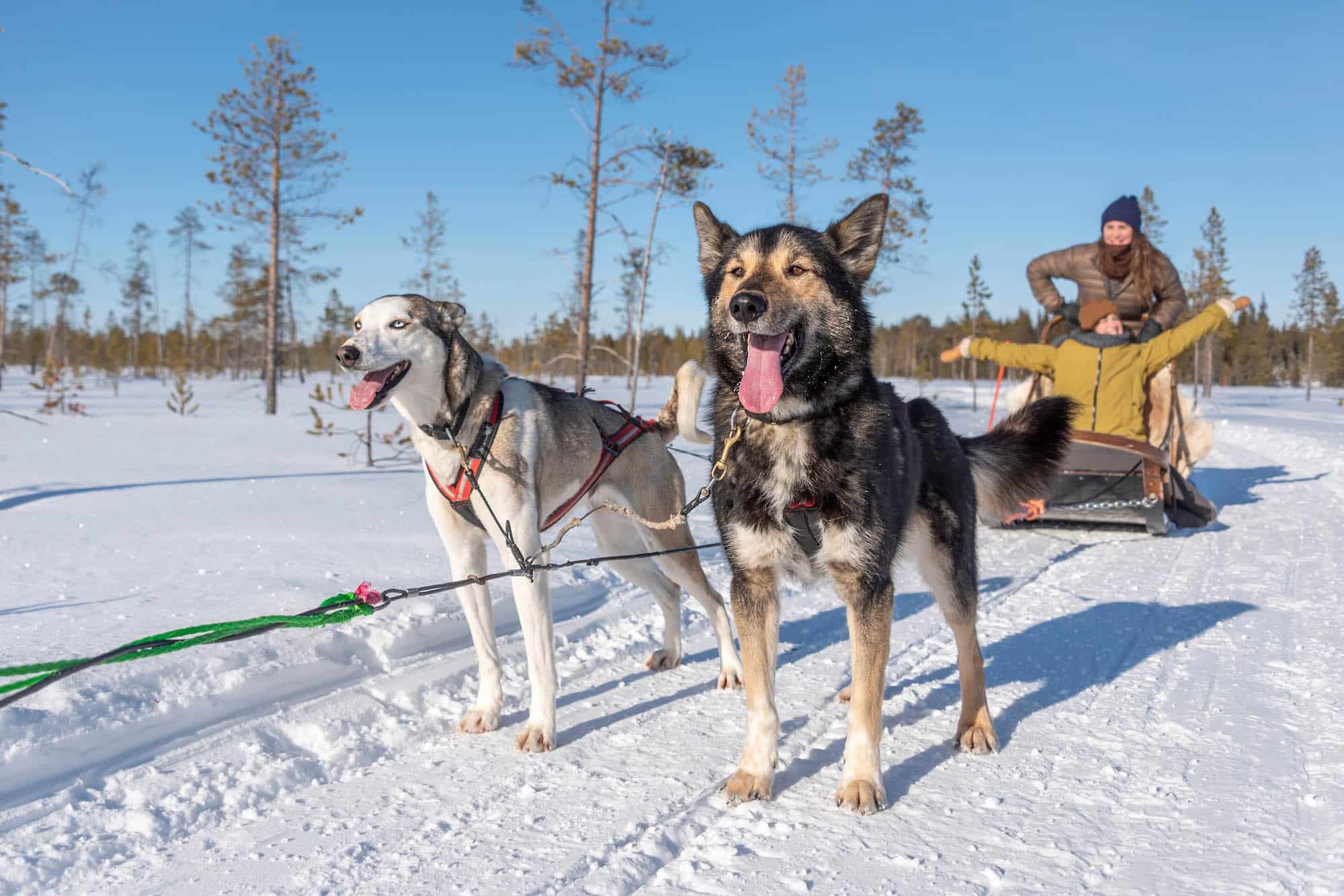 Husky Safari Experience in Levi Lapland Husky safari in Levi Finland with sled dogs in snowy forest